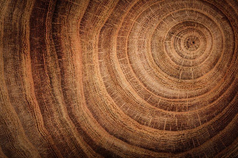 Tree ring showing annual growth rings with the word ABOUT